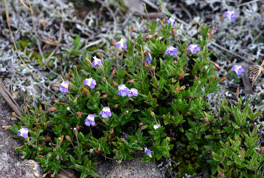 صورة Linderniella pulchella (Skan) Eb. Fisch., Schäferh. & Kai Müll.