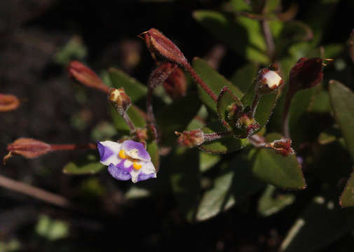 صورة Linderniella pulchella (Skan) Eb. Fisch., Schäferh. & Kai Müll.