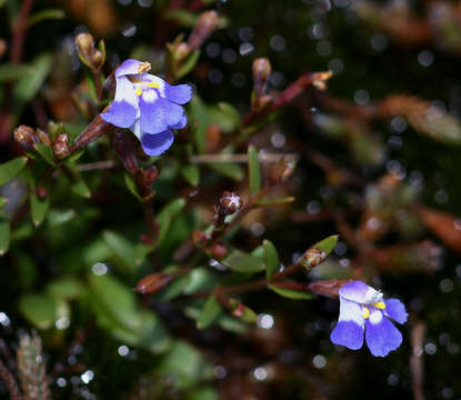 صورة Linderniella pulchella (Skan) Eb. Fisch., Schäferh. & Kai Müll.