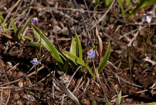 صورة Linderniella wilmsii (Engl.) Eb. Fisch., Schäferh. & Kai Müll.