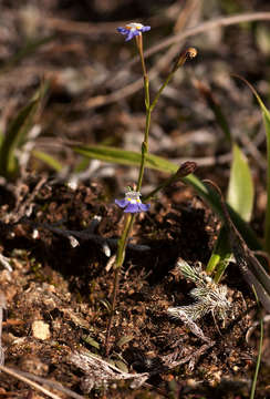 صورة Linderniella wilmsii (Engl.) Eb. Fisch., Schäferh. & Kai Müll.