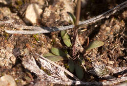 Image of Linderniella wilmsii (Engl.) Eb. Fisch., Schäferh. & Kai Müll.