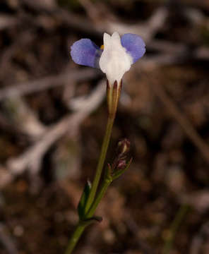 صورة Linderniella wilmsii (Engl.) Eb. Fisch., Schäferh. & Kai Müll.