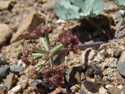 Plancia ëd Aulospermum basalticum (M. E. Jones) Tidestr.