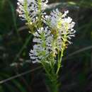 Image of Hebenstretia oatesii subsp. rhodesiana H. Roessler