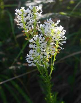 Слика од Hebenstretia oatesii Rolfe