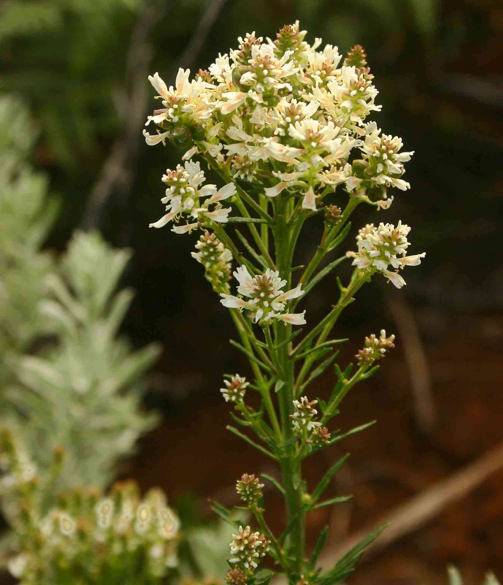 Image de Hebenstretia oatesii Rolfe