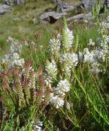 Image de Hebenstretia oatesii subsp. inyangana H. Roessler