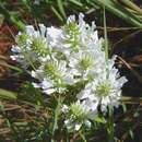 Image of Hebenstretia oatesii subsp. inyangana H. Roessler