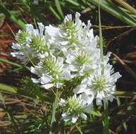 Слика од Hebenstretia oatesii subsp. inyangana H. Roessler