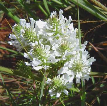 Image de Hebenstretia oatesii subsp. inyangana H. Roessler