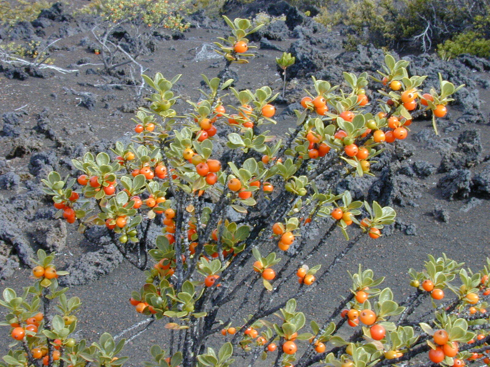 Image of alpine mirrorplant