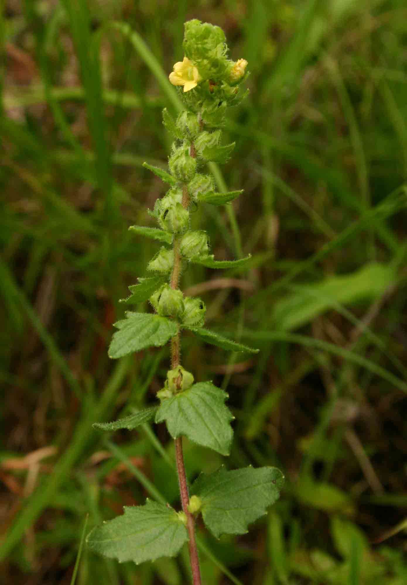 Image of Alectra sessiliflora (Vahl) Kuntze