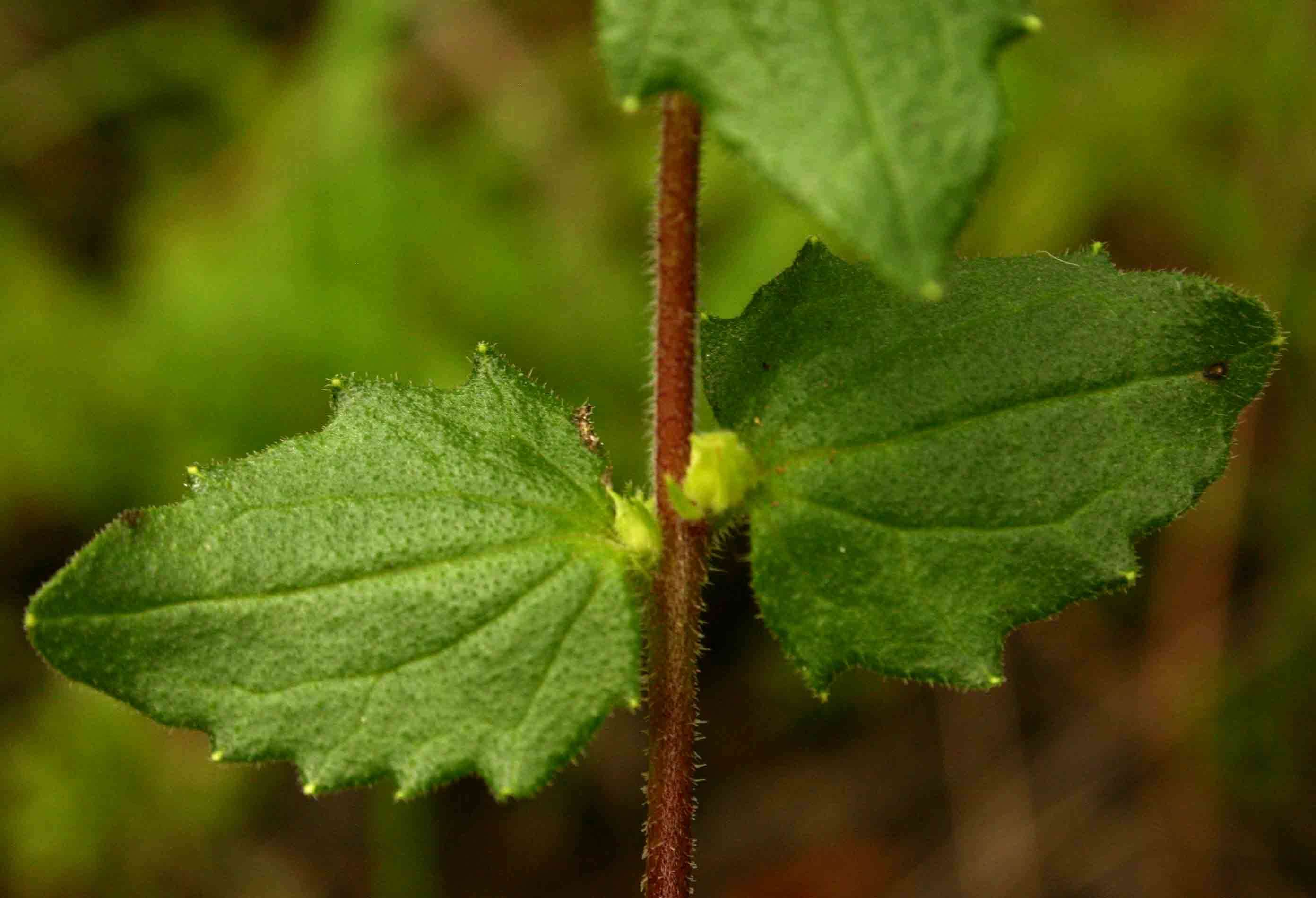 Image of Alectra sessiliflora (Vahl) Kuntze
