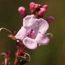 Image of Gerardiina angolensis Engl.