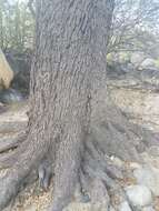 Image of brandegee oak
