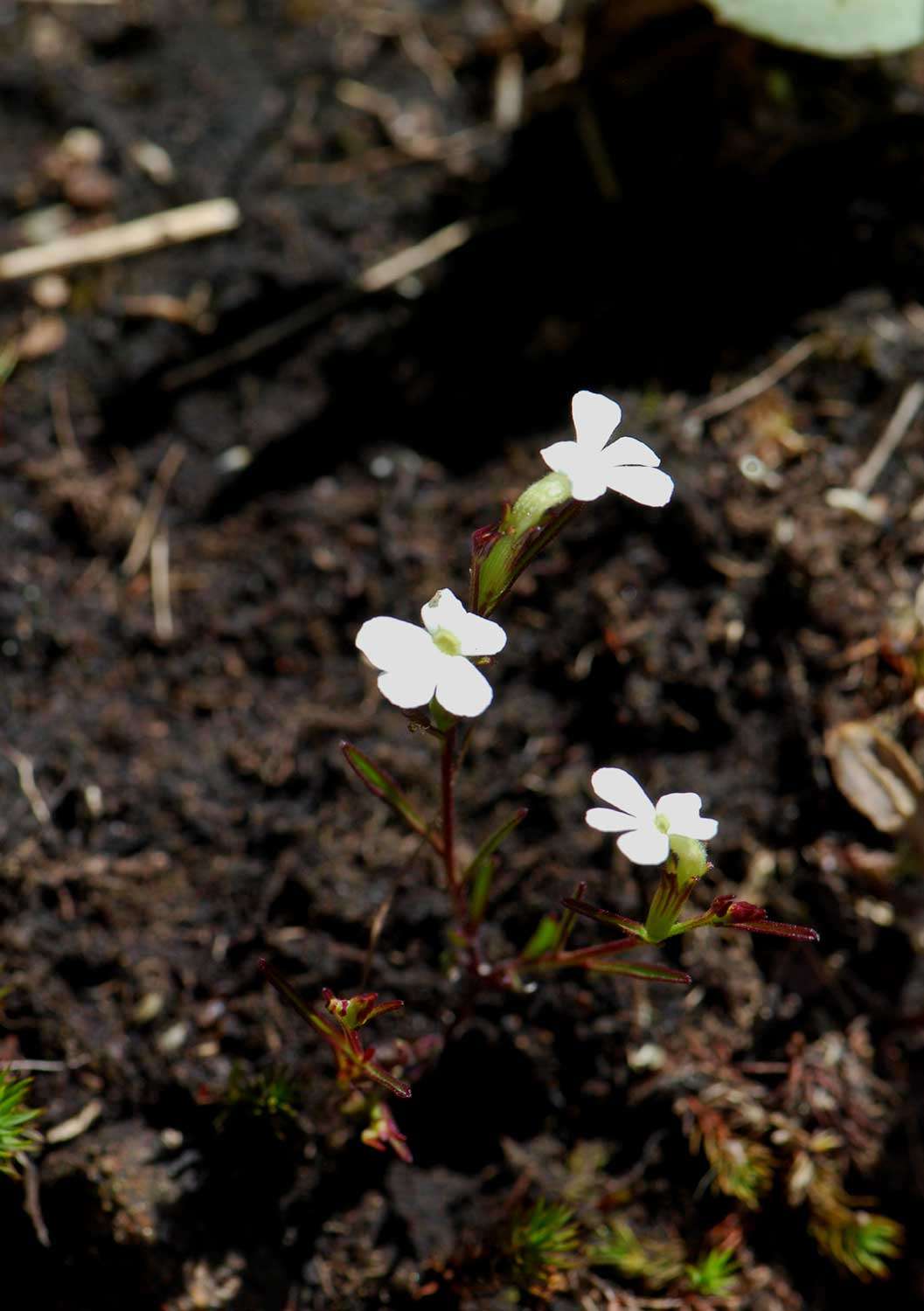 Image of Witchweed