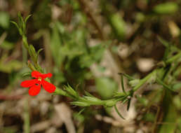 Image of Witchweed
