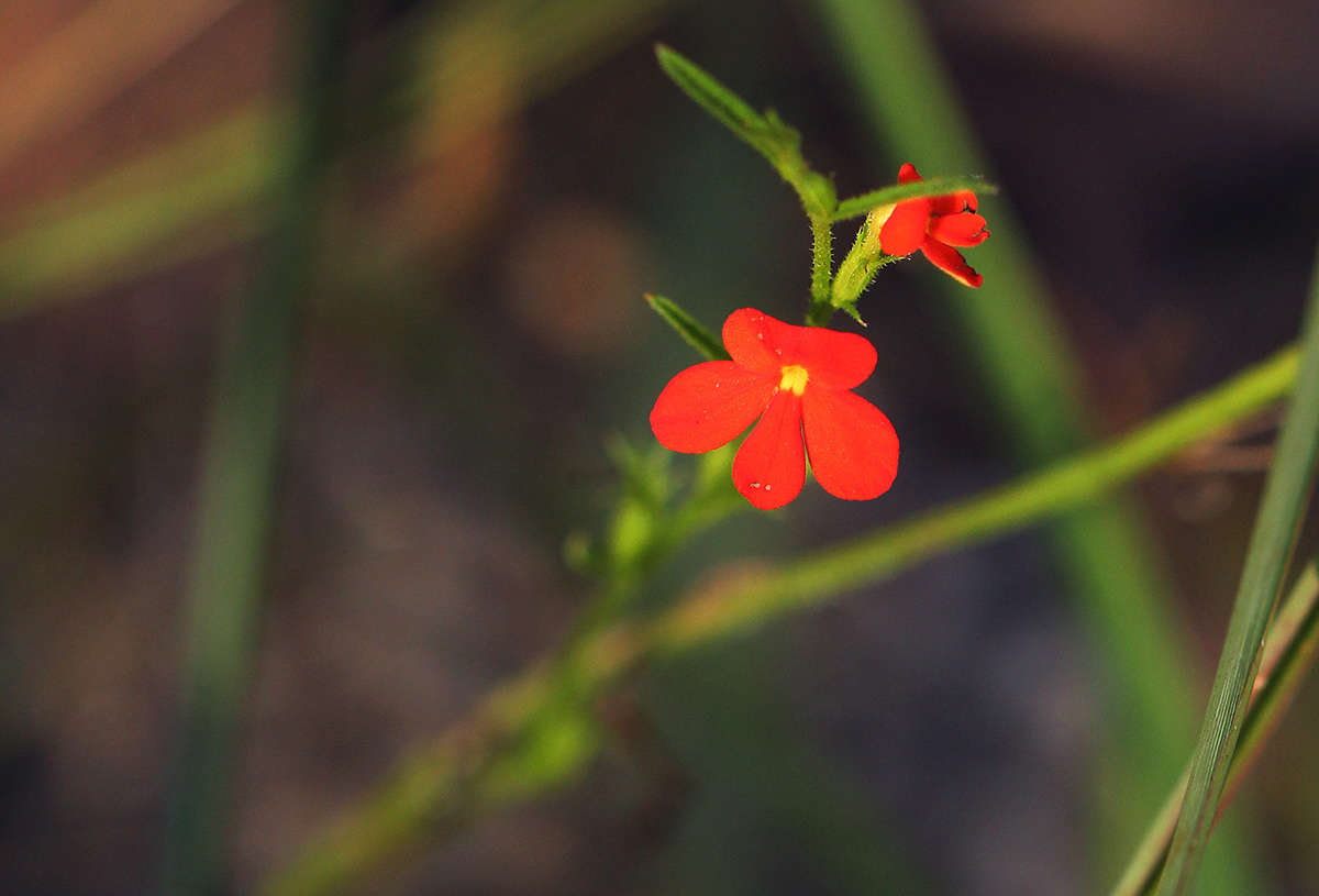 Image of Witchweed