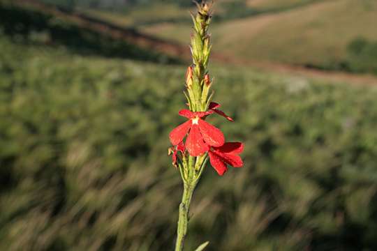 Imagem de Striga elegans Benth.