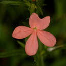 Image of Giant Maize Witchweed