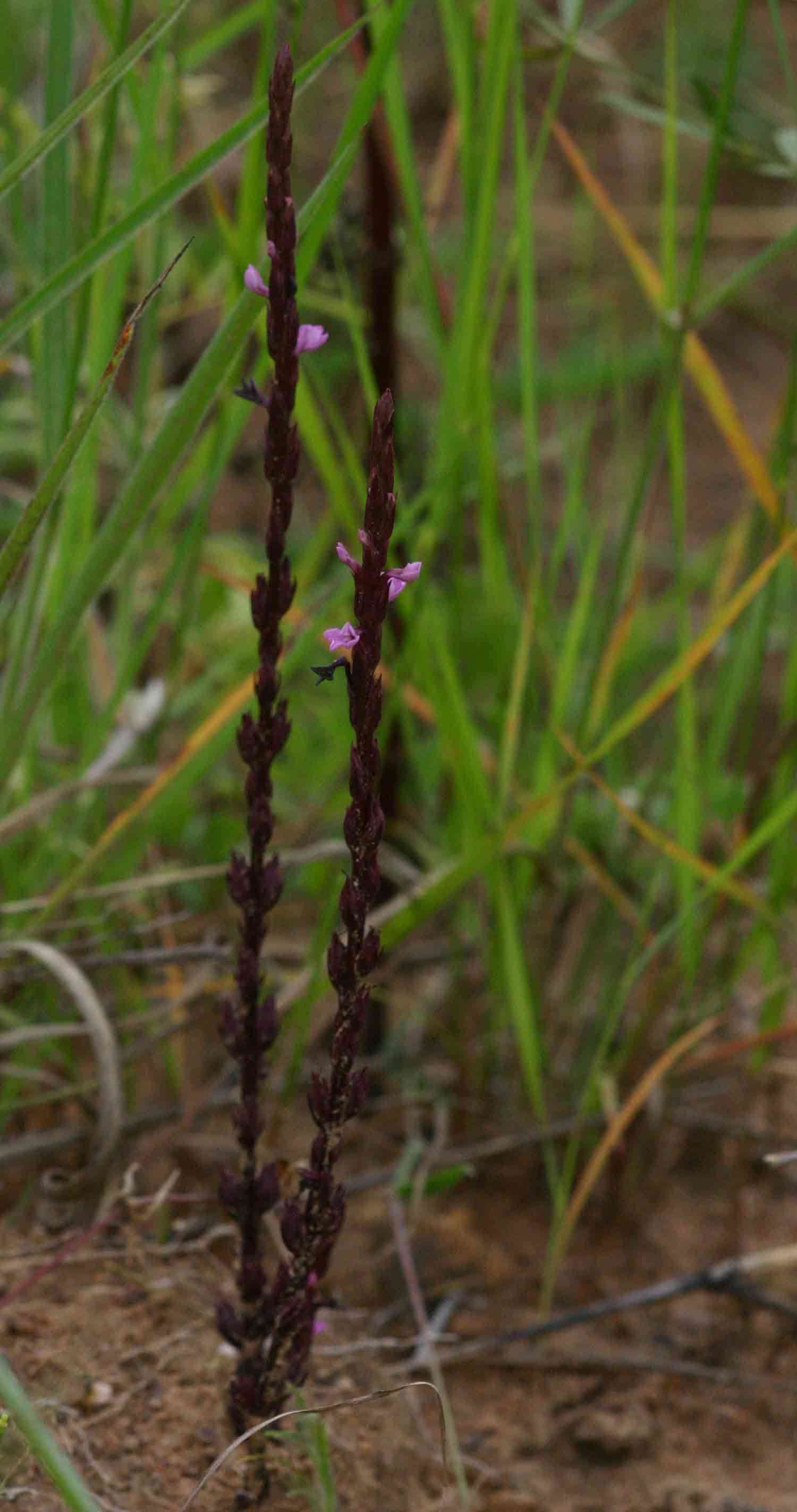 Image of cowpea witchweed