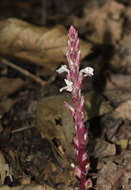 Image of cowpea witchweed