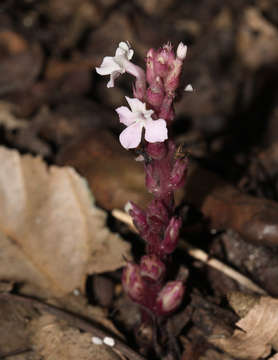 Imagem de Striga gesnerioides (Willd.) Vatke