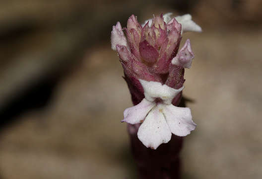 Image of cowpea witchweed