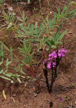 Imagem de Striga gesnerioides (Willd.) Vatke