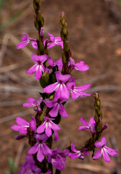 Imagem de Striga gesnerioides (Willd.) Vatke