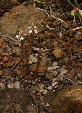 Imagem de Striga gesnerioides (Willd.) Vatke