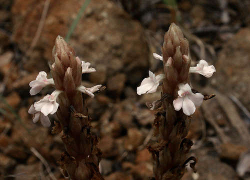 Imagem de Striga gesnerioides (Willd.) Vatke