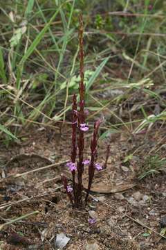 Imagem de Striga gesnerioides (Willd.) Vatke