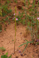Image of cowpea witchweed