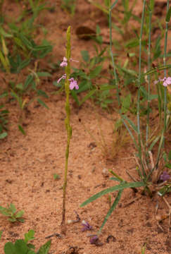 Imagem de Striga gesnerioides (Willd.) Vatke