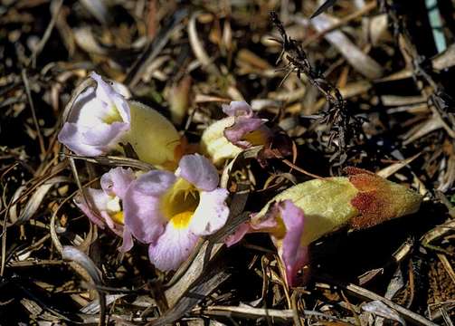 Image of Inkflowers