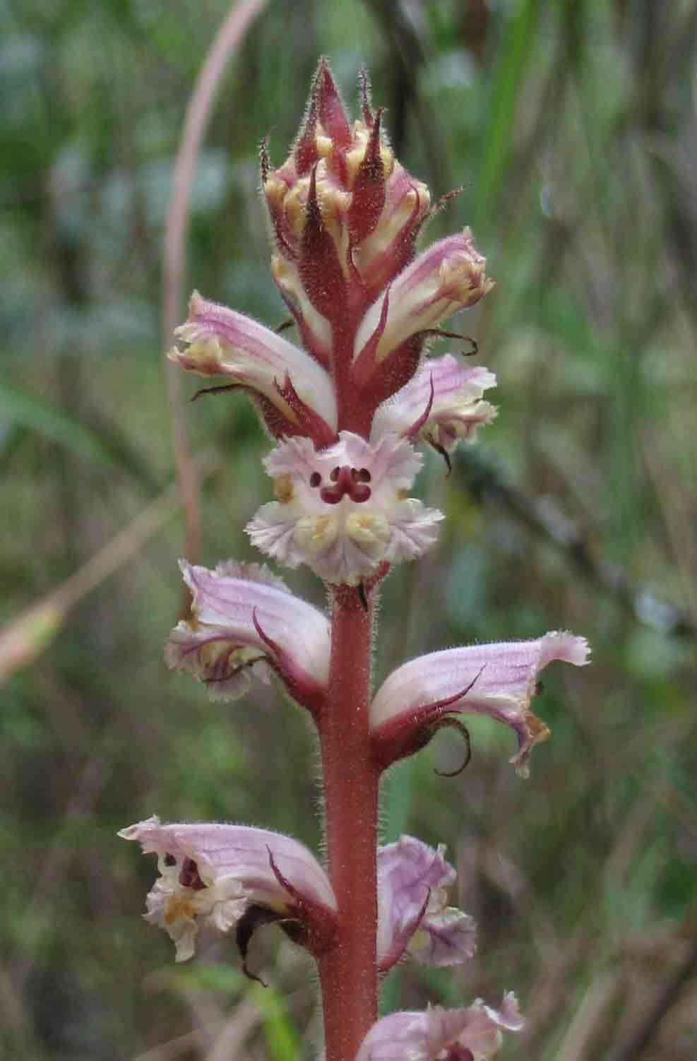 Orobanche (rights holder: Mark Hyde, Bart Wursten and Petra Ballings)