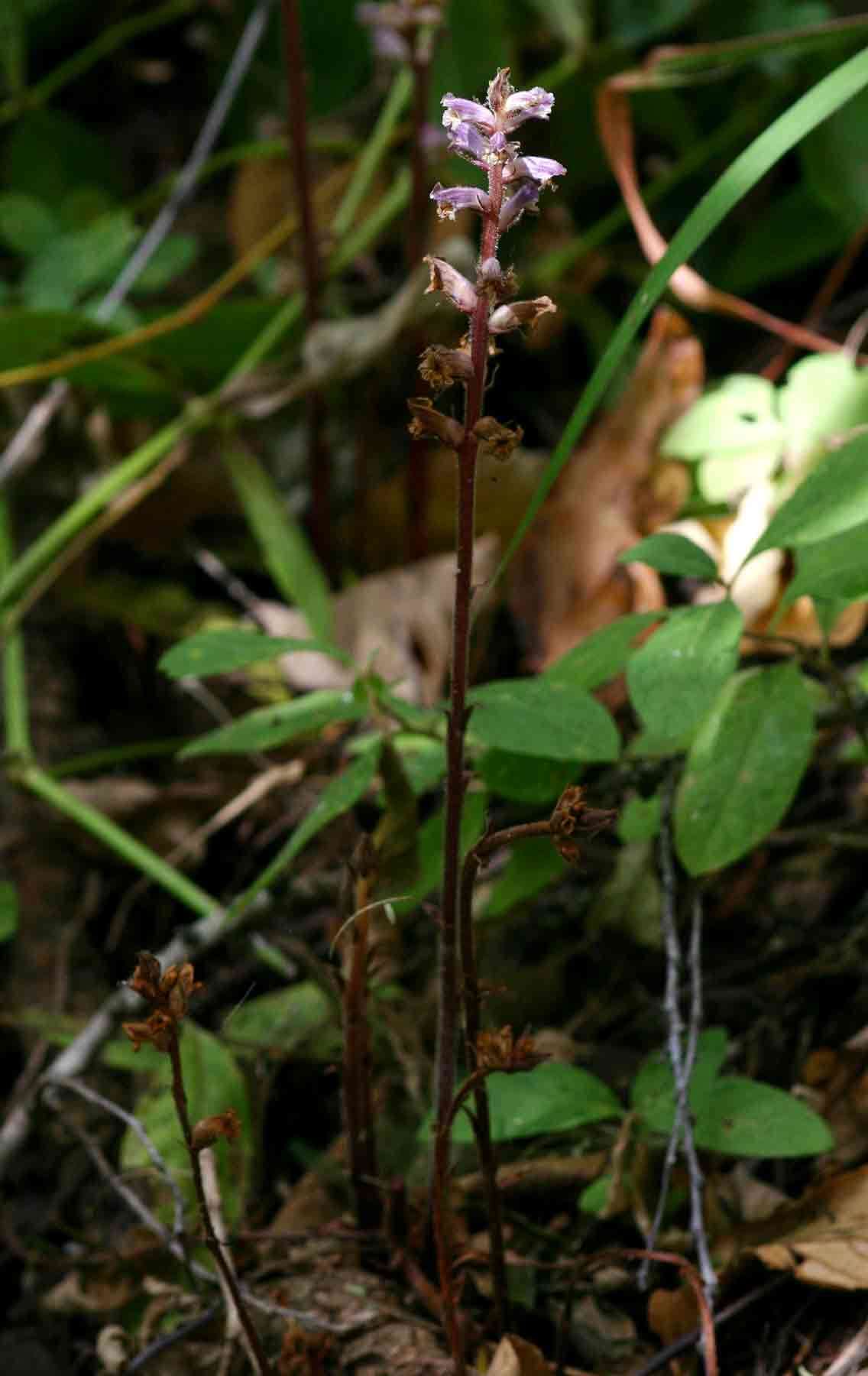 Image of broomrape