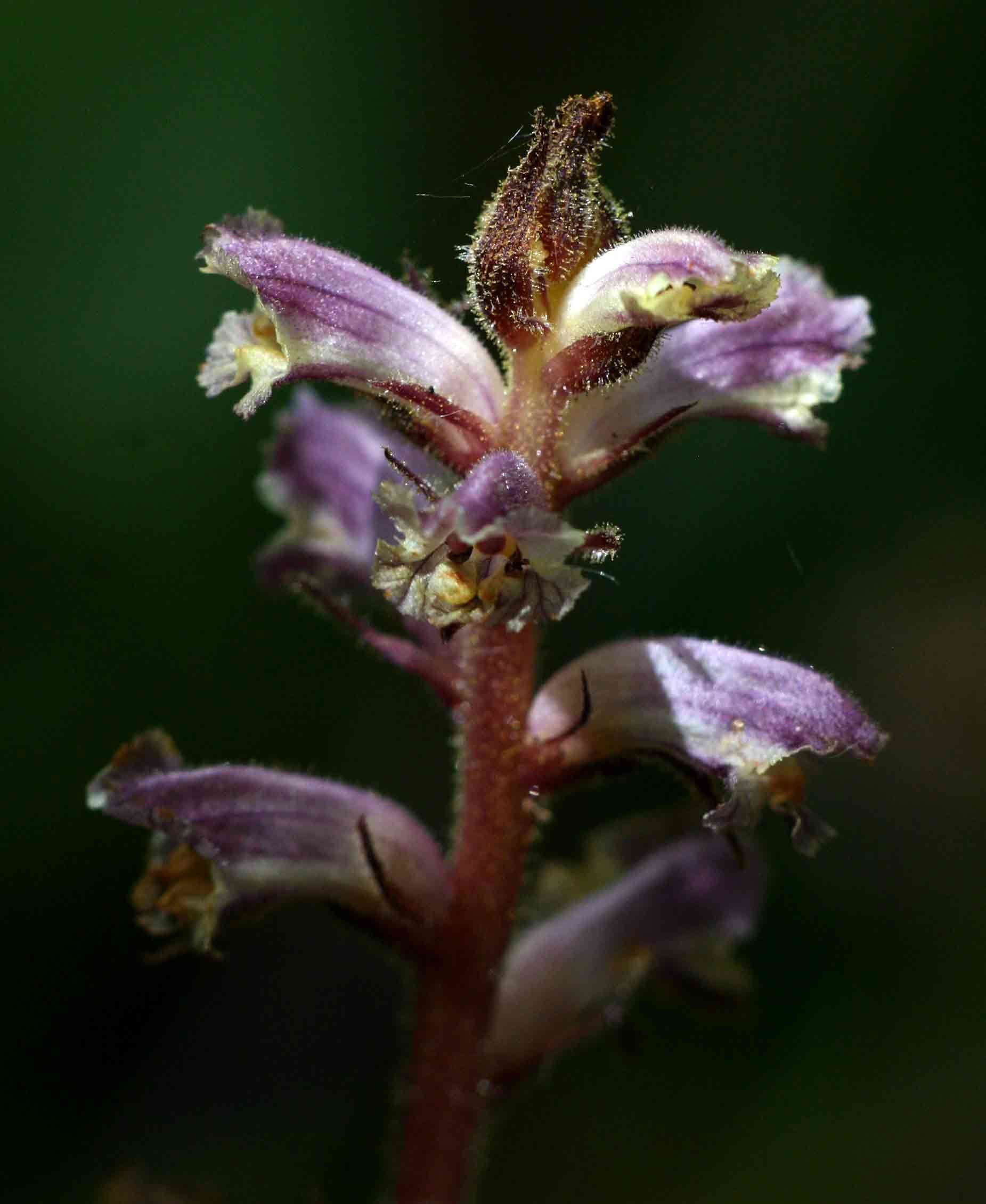 Image of broomrape