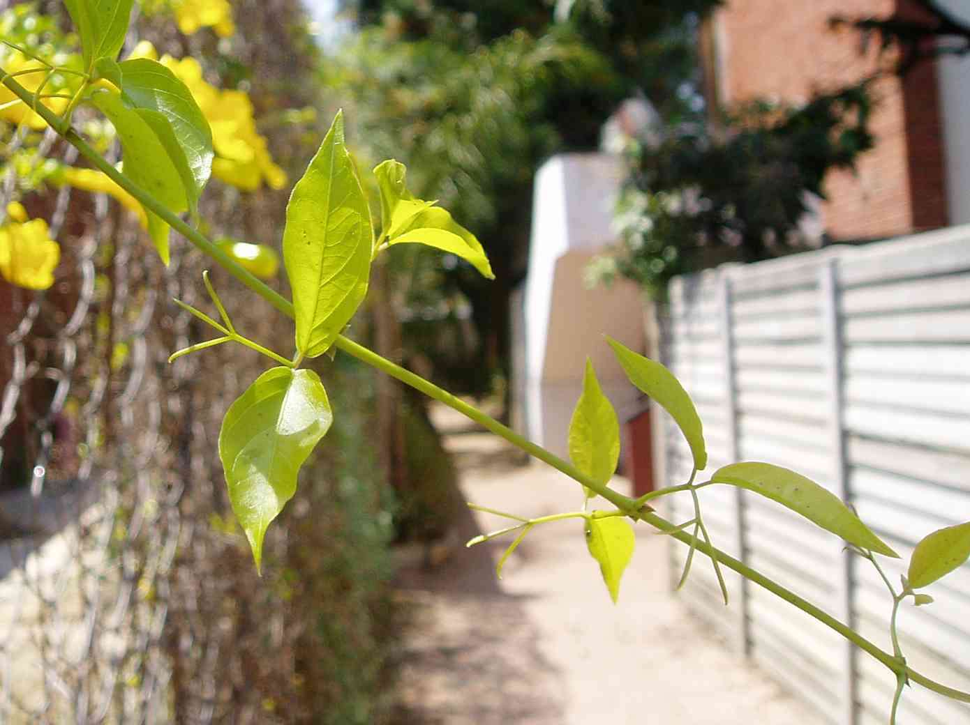 Plancia ëd Dolichandra