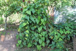 Image of Aristolochia didyma S. Moore