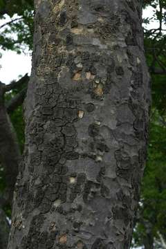 Image of sausage tree