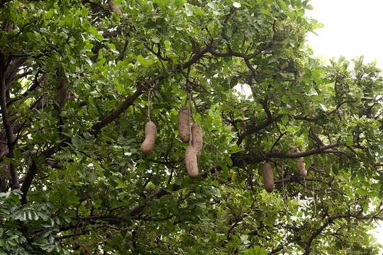 Image of sausage tree