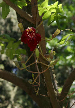 Image of sausage tree