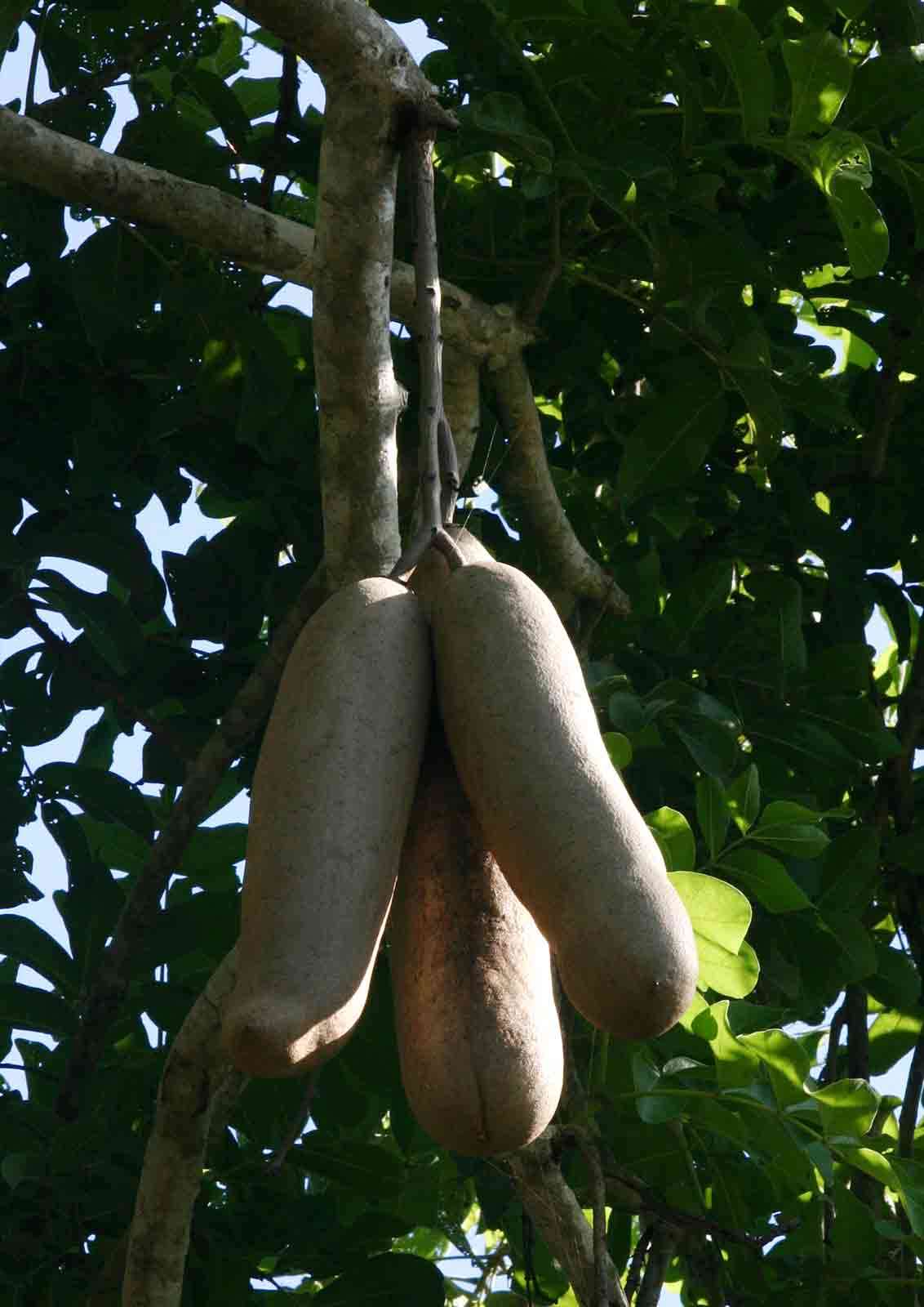 Image of sausage tree