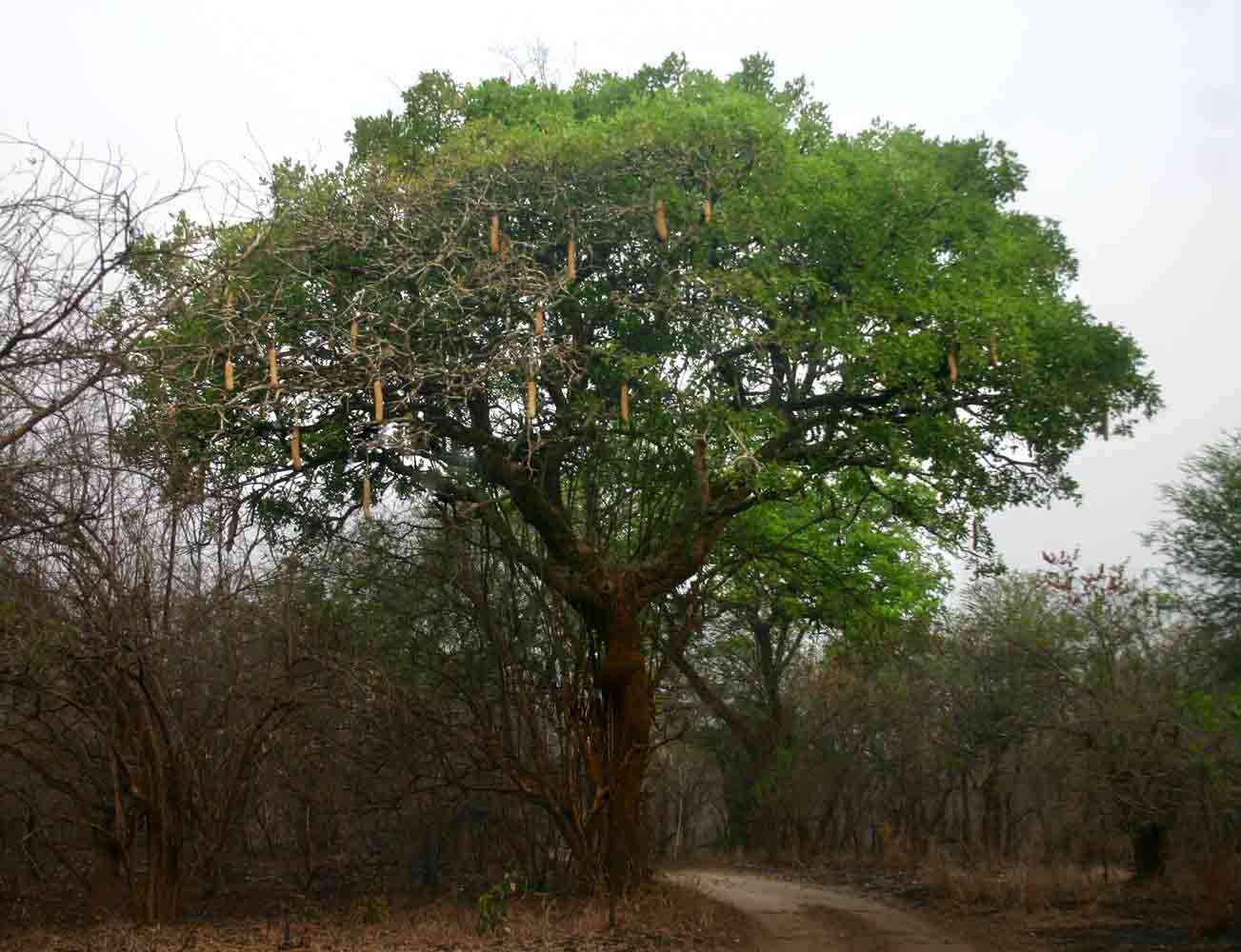 Image of sausage tree