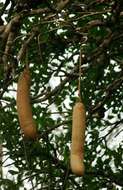 Image of sausage tree