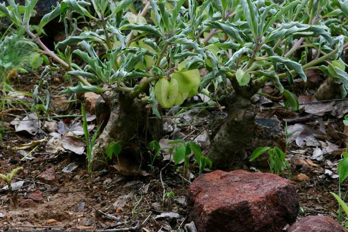 Pedaliaceae (rights holder: Mark Hyde, Bart Wursten and Petra Ballings)