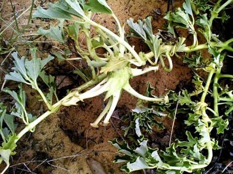 Image of devil's claw